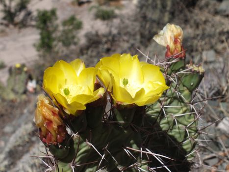 A close up of the flower of a Jointed Prickly-pear (Opuntia aurantiaca) cactus
