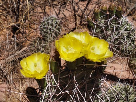 A close up of a group of Opuntia aurantiaca (Jointed Prickly-pear) cactus flowers