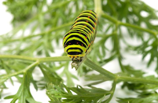 Swallowtail caterpillar on branch dill close-up shot.