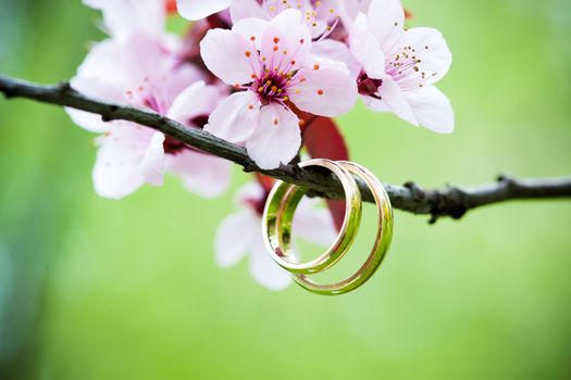 Wedding rings closeup with pink cherry flowers