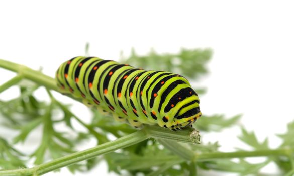 Swallowtail caterpillar on branch dill close-up shot.