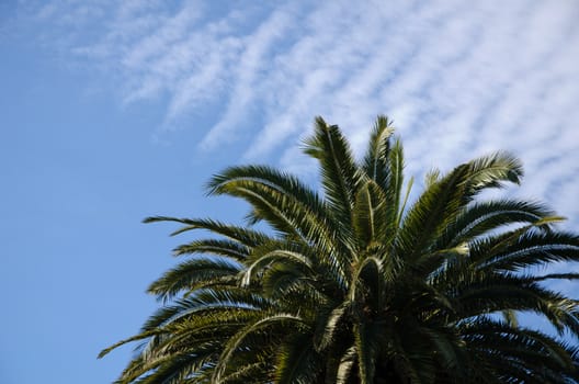 Palm tree with blue sky
