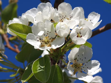 beautiful white fruit blossom on blue background       