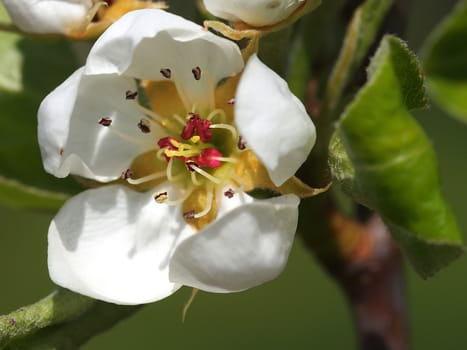 beautiful white fruit blossom on green background       