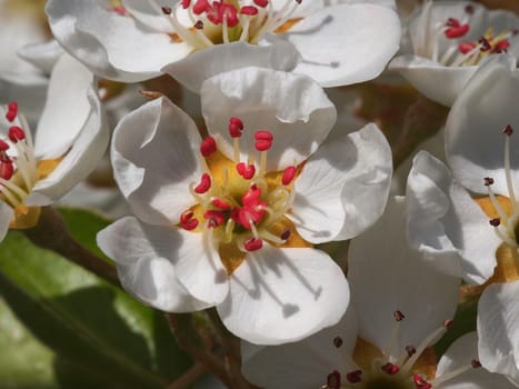 beautiful white fruit blossom on green background        