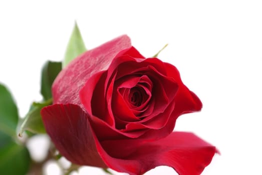 Red rose with leaves isolated on white