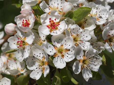 beautiful white fruit blossom in the spring       