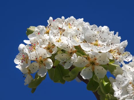 beautiful white fruit blossom in the spring       