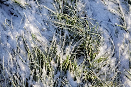 Green grass covered with hoarfrost