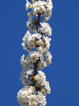 beautiful white fruit blossom in the spring       