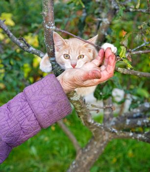 The kitten bites a hand of the old woman