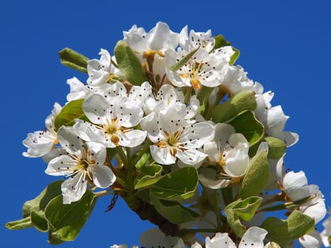 beautiful white fruit blossom in the spring        