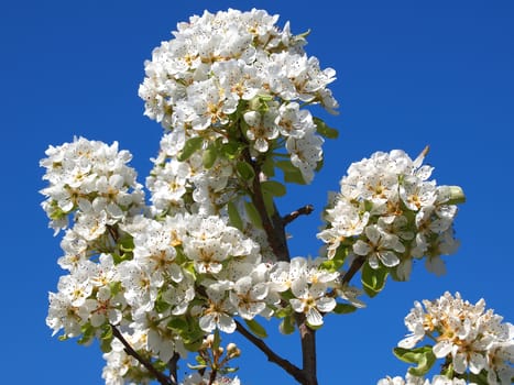 beautiful white fruit blossom in the spring        