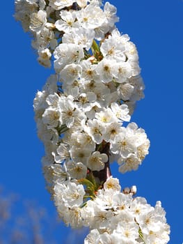 beautiful white fruit blossom in the spring         