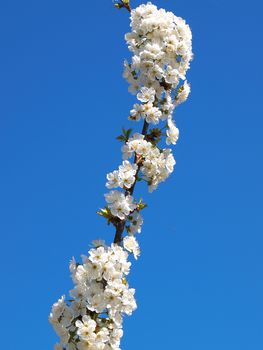 beautiful white fruit blossom in the spring        