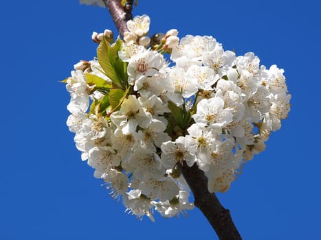 beautiful white fruit blossom in the spring   