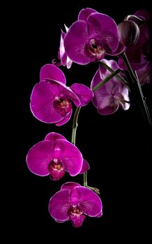 Violet orchid on a black background