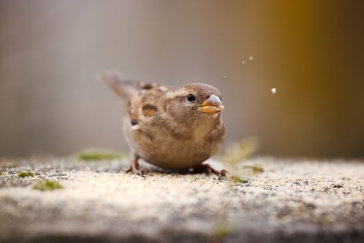 Bird eating seeds in winter