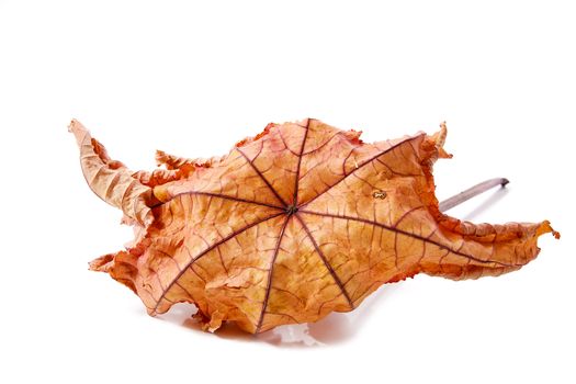 Dry leaf  isolated on a white background