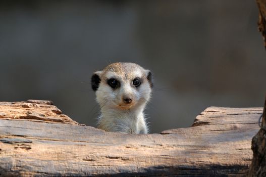 The meerkat or suricate, Suricata suricatta, is a small mammal belonging to the mongoose family. This photo was taken in the Mokala National Park, Northern Cape, South Africa
