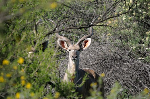 Greater Kudu bull hiding behind trees and shrubs
