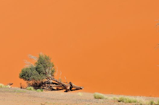 Tree and dune landscape near Sossusvlei in Namibia
