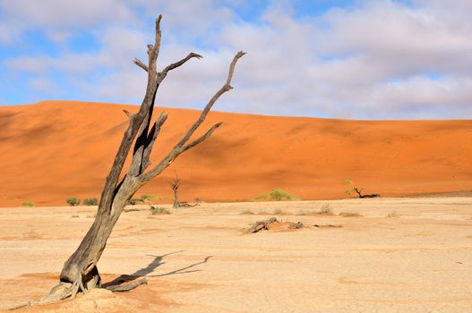 Lonely tree skeleton at Deadvlei near Sossusvlei, Namibia
