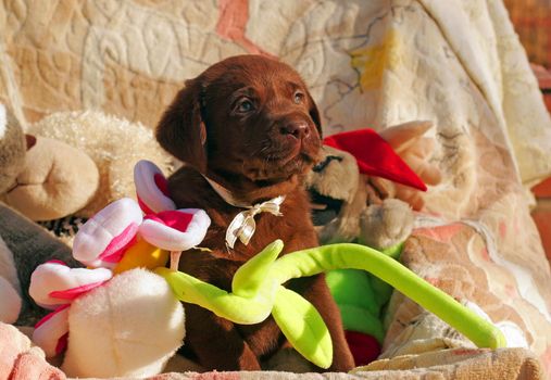 happy chocolate labrador puppy with the toys