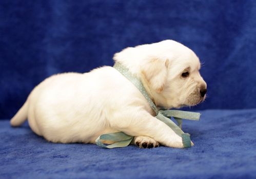 happy yellow labrador puppy laying on blue background