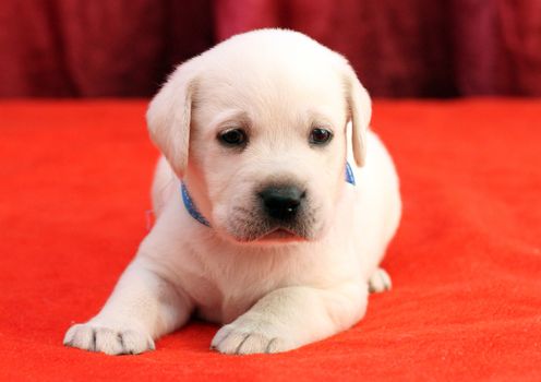happy yellow labrador puppy laying on red background