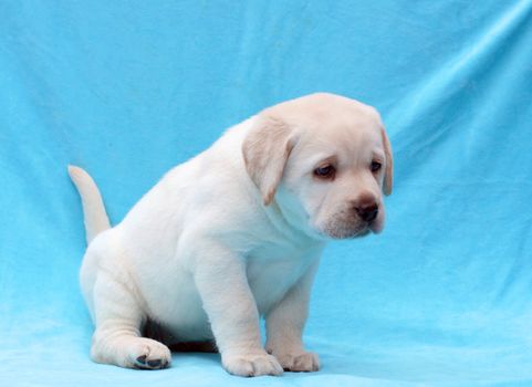 happy yellow labrador puppy laying on blue background