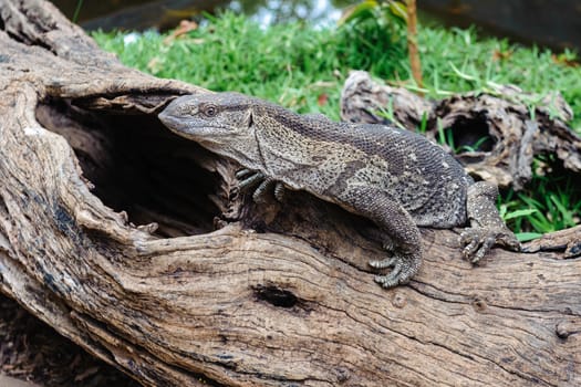 The african lizard in Zimbabwe.