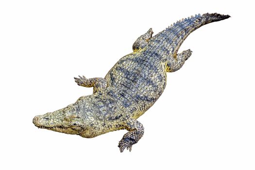 West African crocodile or desert crocodile, Republic of Congo, Uganda, Gambia, Senegal, Mauritania, Burkina Faso, Ivory Coast, Chad. Benin, Zimbabwe, Central African Republic, and Nigeria.