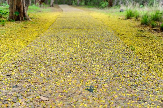 the road covered by yellow leaves in Victoria Falls of Zimbabwe.