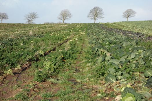 Rows of green leaved winter crops on slope with row of trees in distance