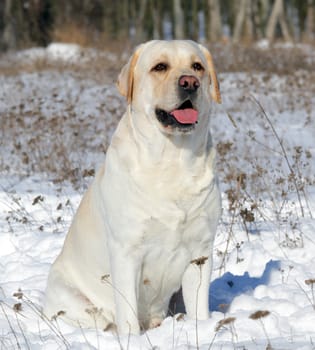 yellow labrador in the snow in winter portrait