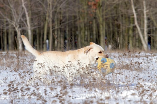 yellow labrador in the snow in winter with a ball