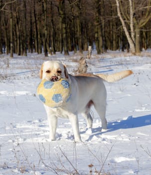 yellow labrador in the snow in winter  with a ball