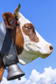 Portrait of horned cow in french alps with blue sky