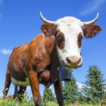Portrait of cow in french alps with blue sky
