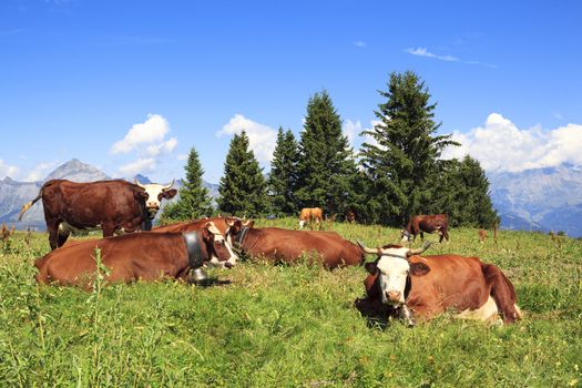 View of mountain landscape with cows 