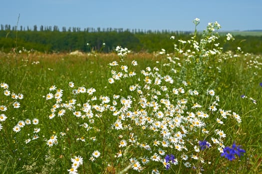 Rapid flowering of daisies plants on a meadow in summertime