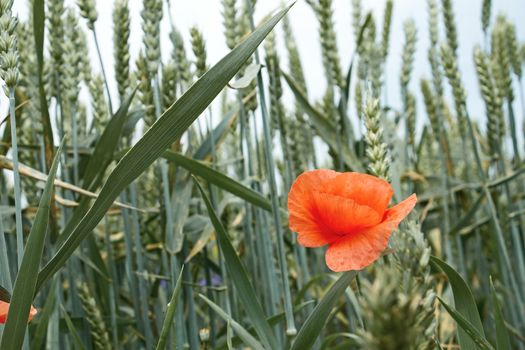 Red wild poppy flower among ears of wheat during ripening close-up