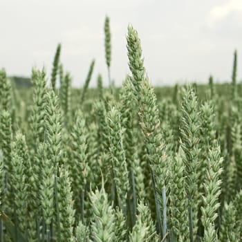 Green ears of wheat in the field before ripening in June close-up