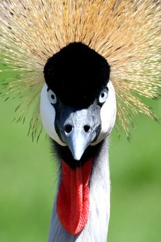 Squinted look from a beautiful crowned crane bird in South Africa