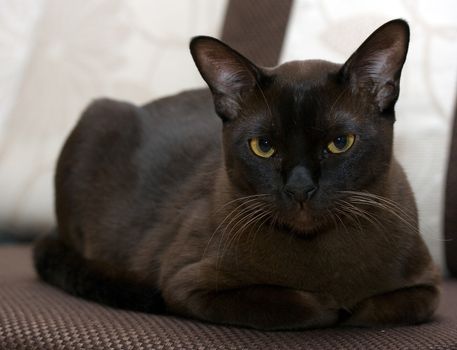 Portrait burmese cat lying and posing looking into the lens