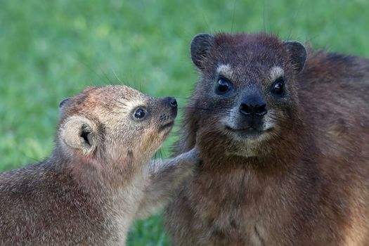 Cute Hyrax or Rock Rabbit baby talking to it's mother