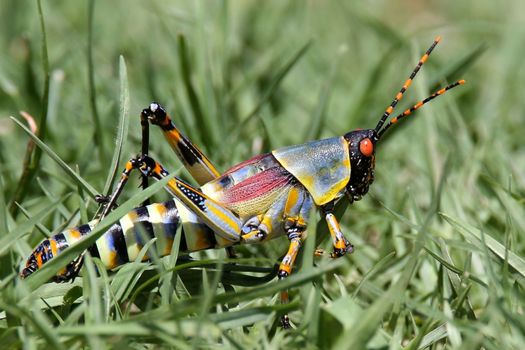 Colorful grasshopper with orange eyes and striped abdomen