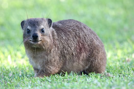 Cute Hyrax or Rock Rabbit from South Africa also called Dassie