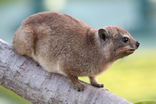 Cute Hyrax or Rock Rabbit from South Africa also called Dassie